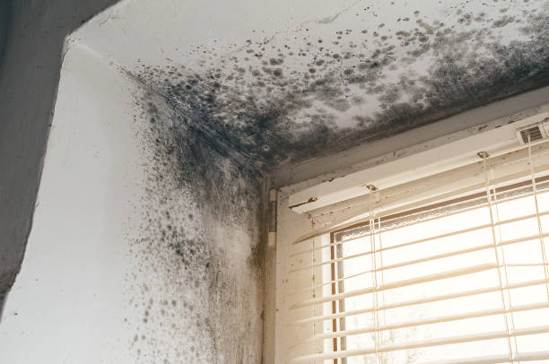 Trusted Commercial Mold Remediation service in Orrstown, PA - Cheap Mold Removal